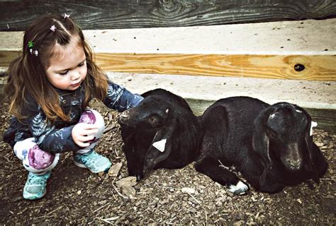 animal farm in long island|The Best Animal Farms and Petting Zoos on Long Island .